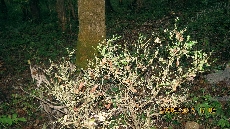 Glyphodes perspectalis on Buxus colchica-2